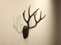 deer-4